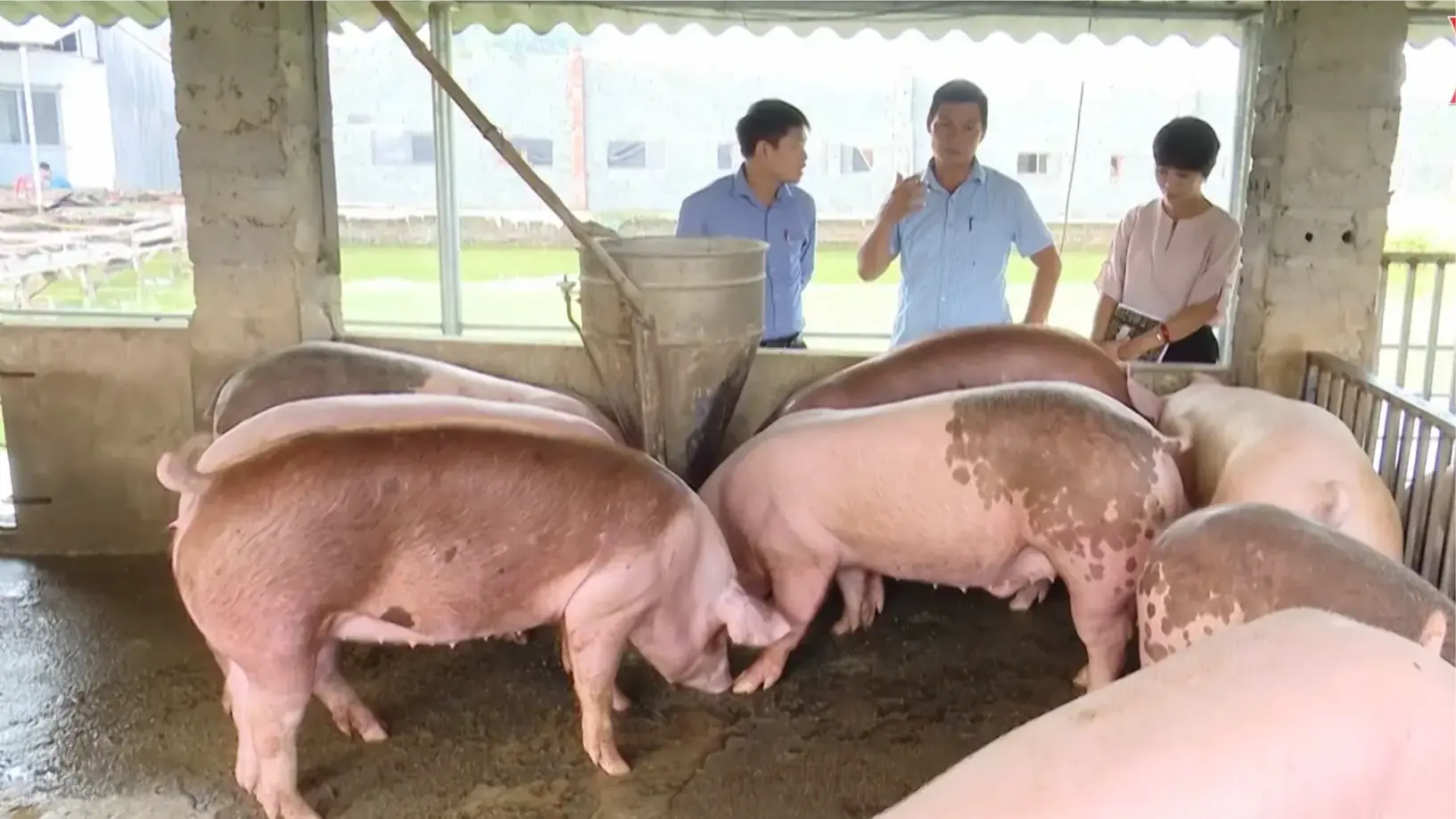 Nâng cao liên kết chuỗi giá trị trong nông nghiệp | Phóng sự | 27/12/2025